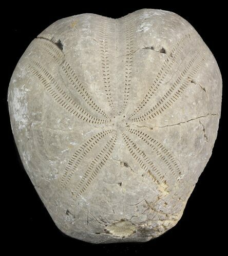 Toxaster Fossil Echinoid (Sea Urchin) - Agadir, Morocco #46414